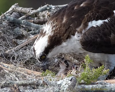 Osprey With Newly hatched Babies.jpg