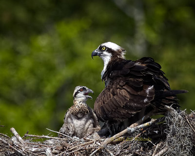 Blue Cypress Osprey Chick 02.jpg