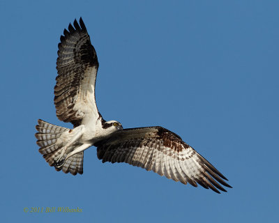Blue Cypress Osprey flight 02.jpg
