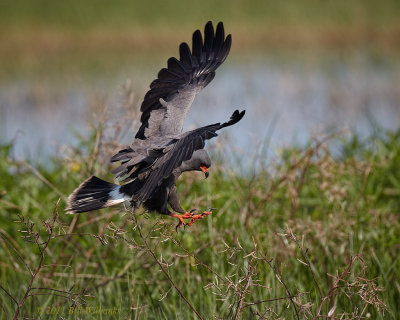 Snail Kite Sticking a Landing.jpg