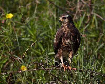 Juvie Snail Kite 01.jpg