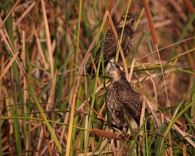 Snail Kite Young.jpg