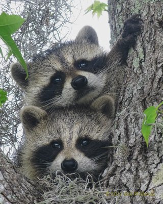 Baby Raccoons.jpg