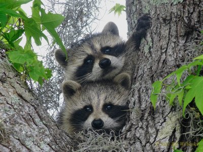 Baby Raccoons FF.jpg