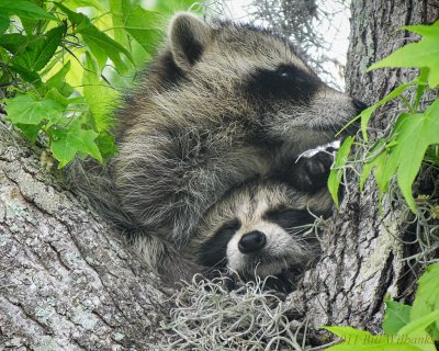 Baby Raccoons 02.jpg