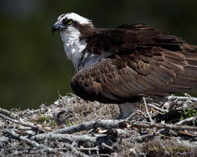 WP Osprey Chicks 01.jpg
