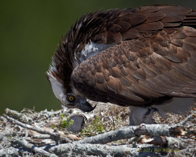 WP Osprey Chicks 02.jpg