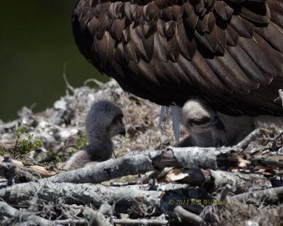 WP Osprey Chicks 03.jpg