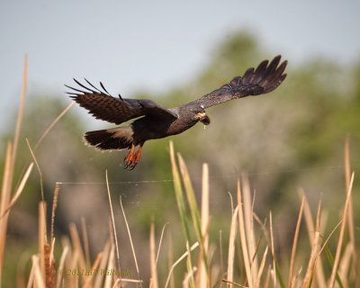 SK Flight With Snail 02.jpg