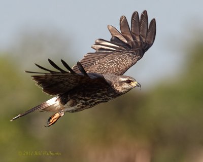 Snail Kite Flight 11.jpg