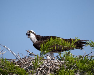 Blue Cypress Osprey Calling.jpg