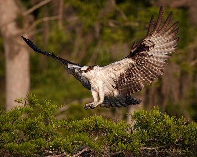 Blue Cypress Osprey Landing on Nest 02.jpg