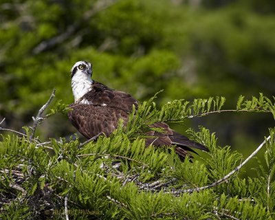Blue Cypress Osprey Over Sholder.jpg