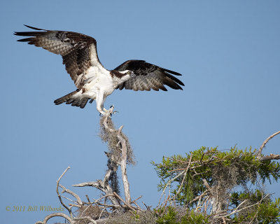 Blue Cypress Osprey Landing.jpg