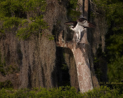 Blue Cypress Osprey Spanish Moss.jpg