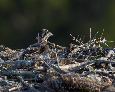 WP Osprey Chicks.jpg