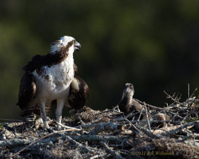 WP Osprey with Chicks Oversholder.jpg