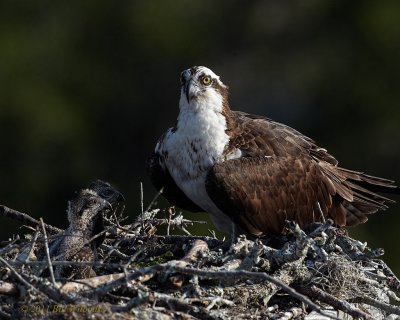 WP Osprey with Chicks.jpg