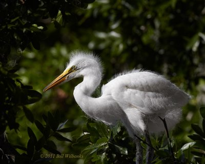 WP Great Egret Juvie in the Oaks.jpg