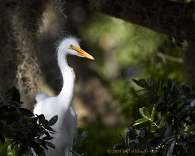 WP Great Egret Juvie in the Oaks 02.jpg