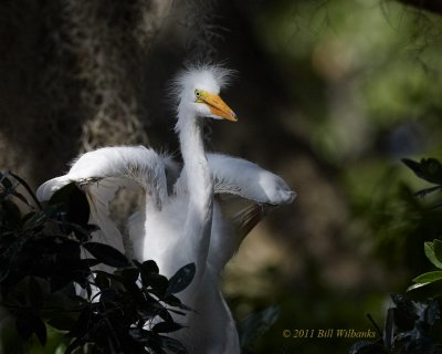 WP Great Egret Juvie in the Oaks 03.jpg