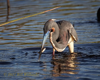 Tri-colored Heron with Catch.jpg