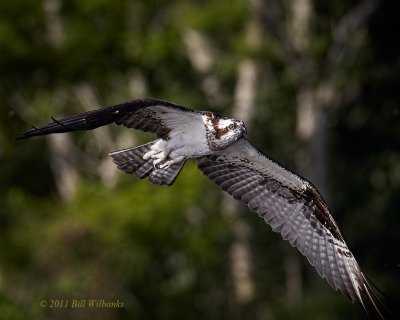 Blue Cypress Osprey in the trees.jpg