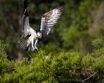 Blue Cypress Osprey Landing 04.jpg