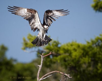 Blue Cypress Osprey Landing 02.jpg