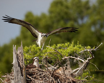Blue Cypress Osprey Pair Landing.jpg