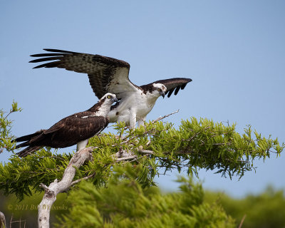 Blue Cypress Osprey Pair.jpg