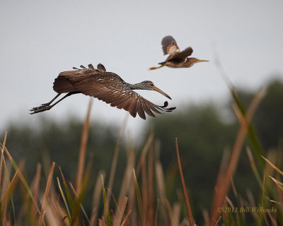 Toho Limpkin And A Least Bittern.jpg