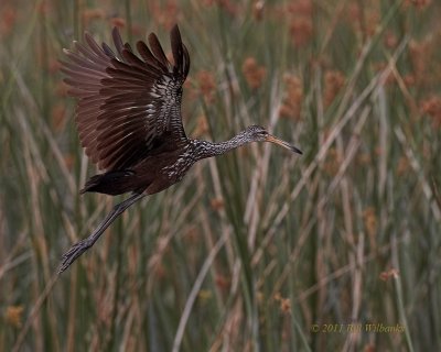 Toho Limpkin by the Reeds.jpg