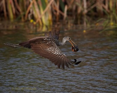 Toho Limpkin with a Snail 01.jpg