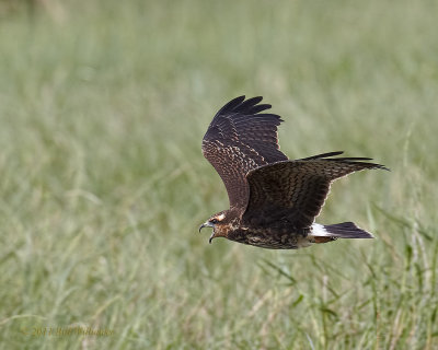 Toho Juvie Snail Kite in Flight.jpg
