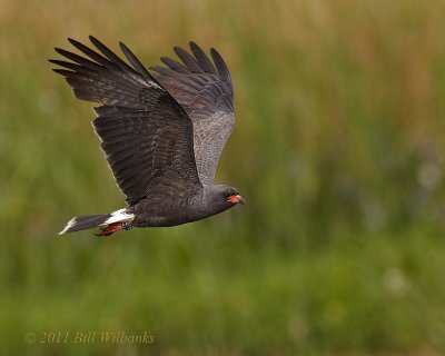 Toho Male Snail Kite Hunting 02.jpg
