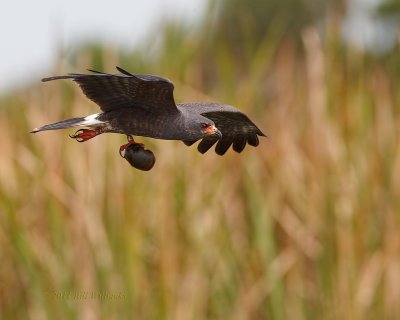 Toho Male Snail Kite with Snail 02.jpg