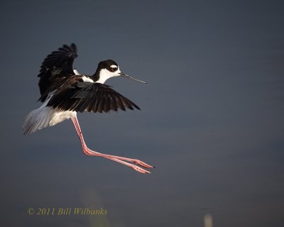 Black-necked Stilt Landing.jpg