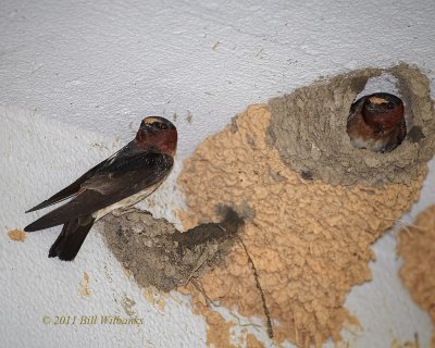 Cliff Swallow 03.jpg