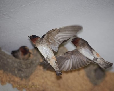 Cliff Swallow 04.jpg