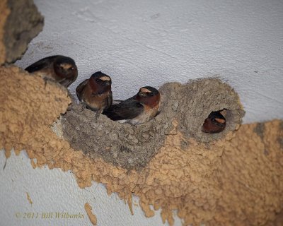 Cliff Swallow 06.jpg