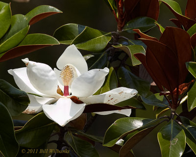 Magnolia Blossom 02.jpg