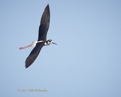 Black necked Stilt 06.jpg