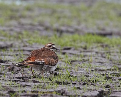 Killdeer with Chicks 02.jpg