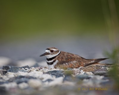 Killdeer on Nest 01.jpg