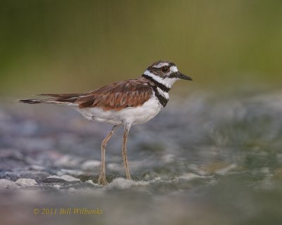 Killdeer  Mate 02_V0F9621.jpg