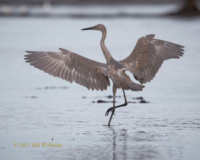 Immature Reddish Egret 01.jpg