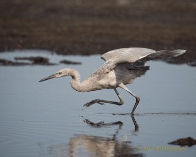 Immature Reddish Egret 04.jpg