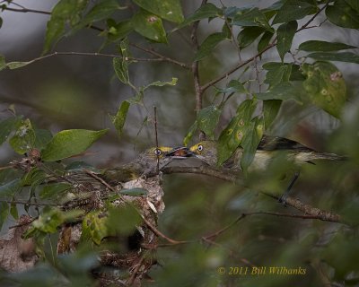 White-eyed Vireo.jpg