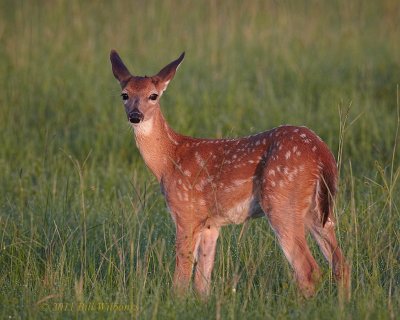 Fawn 01.jpg